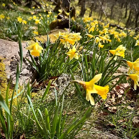 Ferienloft Eifeel Good - Natururlaub In * Monschau