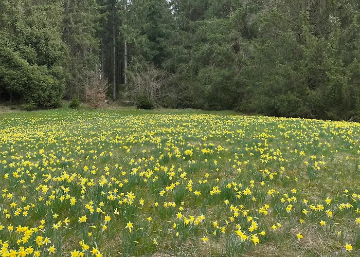Lägenhet Ferienloft Eifeel Good - Natururlaub In