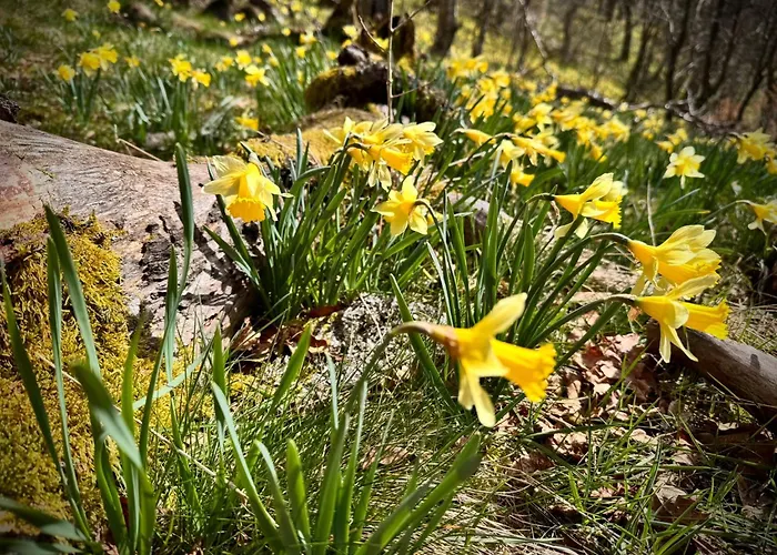 Ferienloft Eifeel Good - Natururlaub In * Monschau